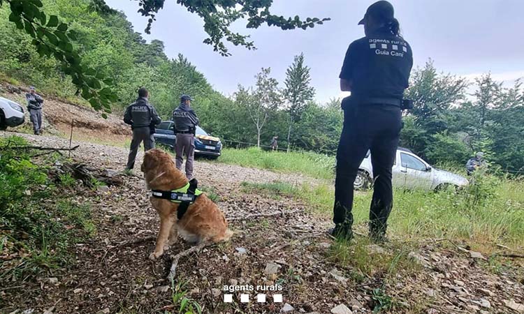 El Cos d'Agents Rurals col·labora en un operatiu per un cas d'enverinament de llops a França